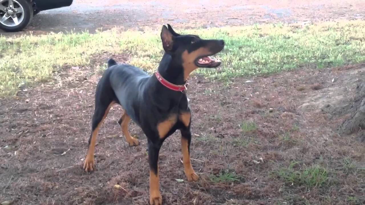 Doberman cinsi köpek, parkta aileye dehşeti yaşattı