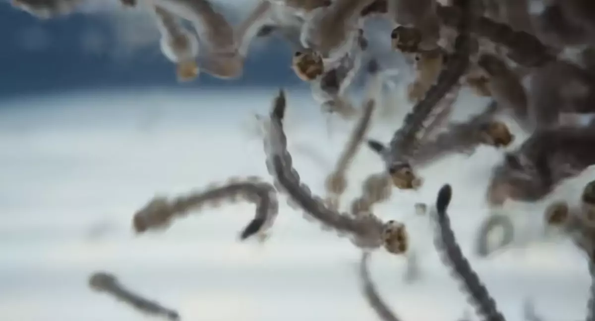 İstanbul'un sivrisinek sorununun sebebi Bill Gates mi? Sivrisineklerle deney yapıyor!