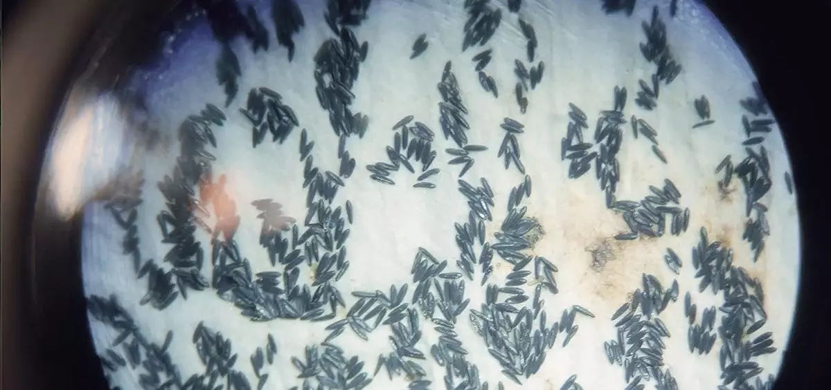 İstanbul'un sivrisinek sorununun sebebi Bill Gates mi? Sivrisineklerle deney yapıyor!