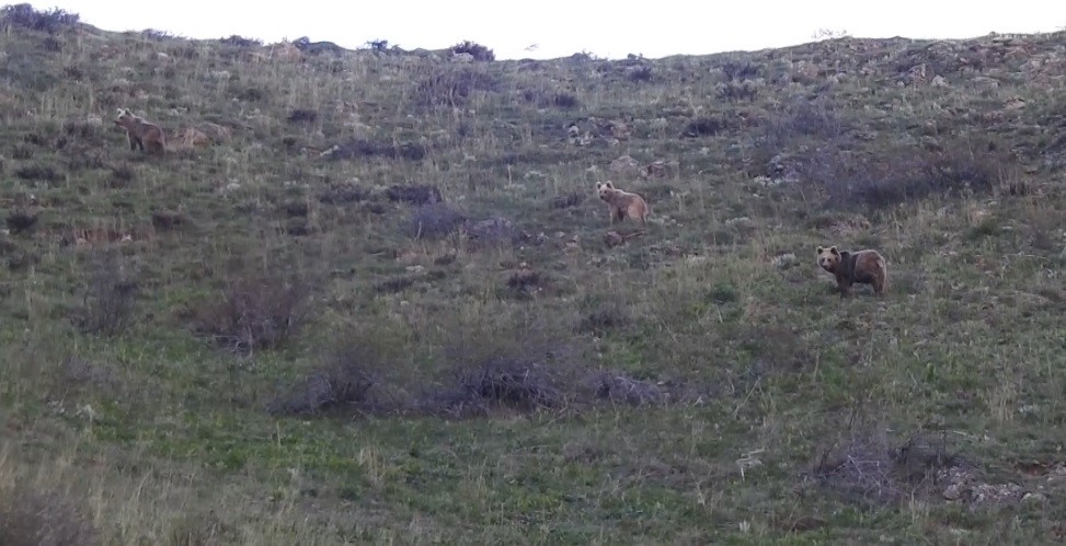 Munzur Dağlarında yaban keçileri ve peşlerinde ki ayılar görüntülendi