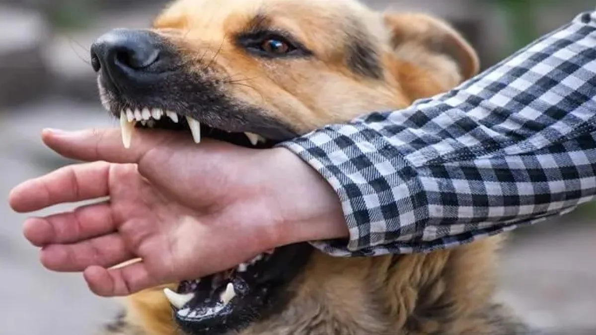 Kuduz belirtileri neler, tedavisi var mı? Kuduz aşısı var mı?