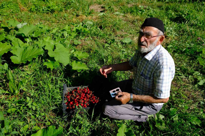Erzincan’da kiraz üreticilerinin yüzü gülüyor! 79 yaşındaki çiftçi hayatında bu kadar bol kiraz hasadı görmedim dedi