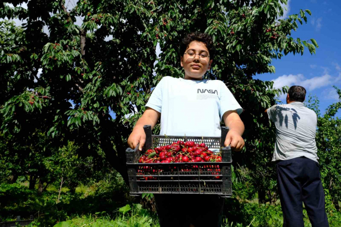 Erzincan’da kiraz üreticilerinin yüzü gülüyor! 79 yaşındaki çiftçi hayatında bu kadar bol kiraz hasadı görmedim dedi
