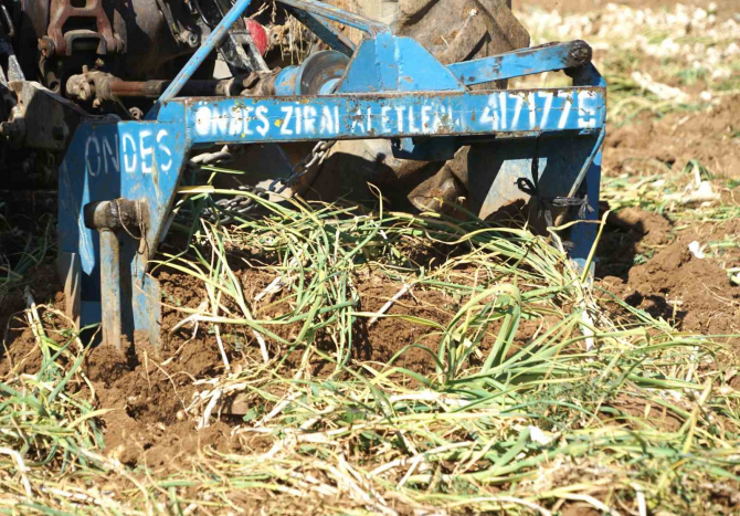Dijital pazara giren Taşköprü sarımsağı, Türkiye’nin her yerine gönderiliyor
