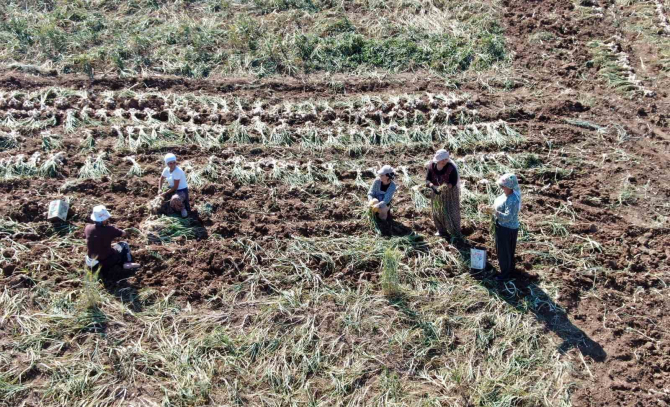 Dijital pazara giren Taşköprü sarımsağı, Türkiye’nin her yerine gönderiliyor