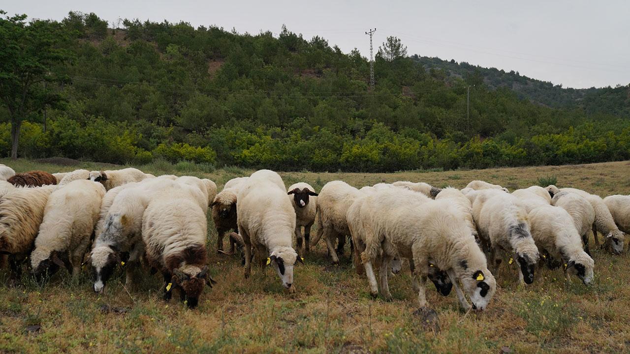 Tokat'ta "mavi dil" alarmı! Hayvan giriş çıkışları yasaklandı!