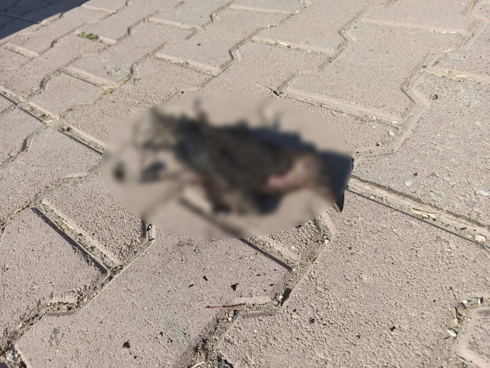 Elektrik tellerine çarpan kuş anız yangını çıkardı