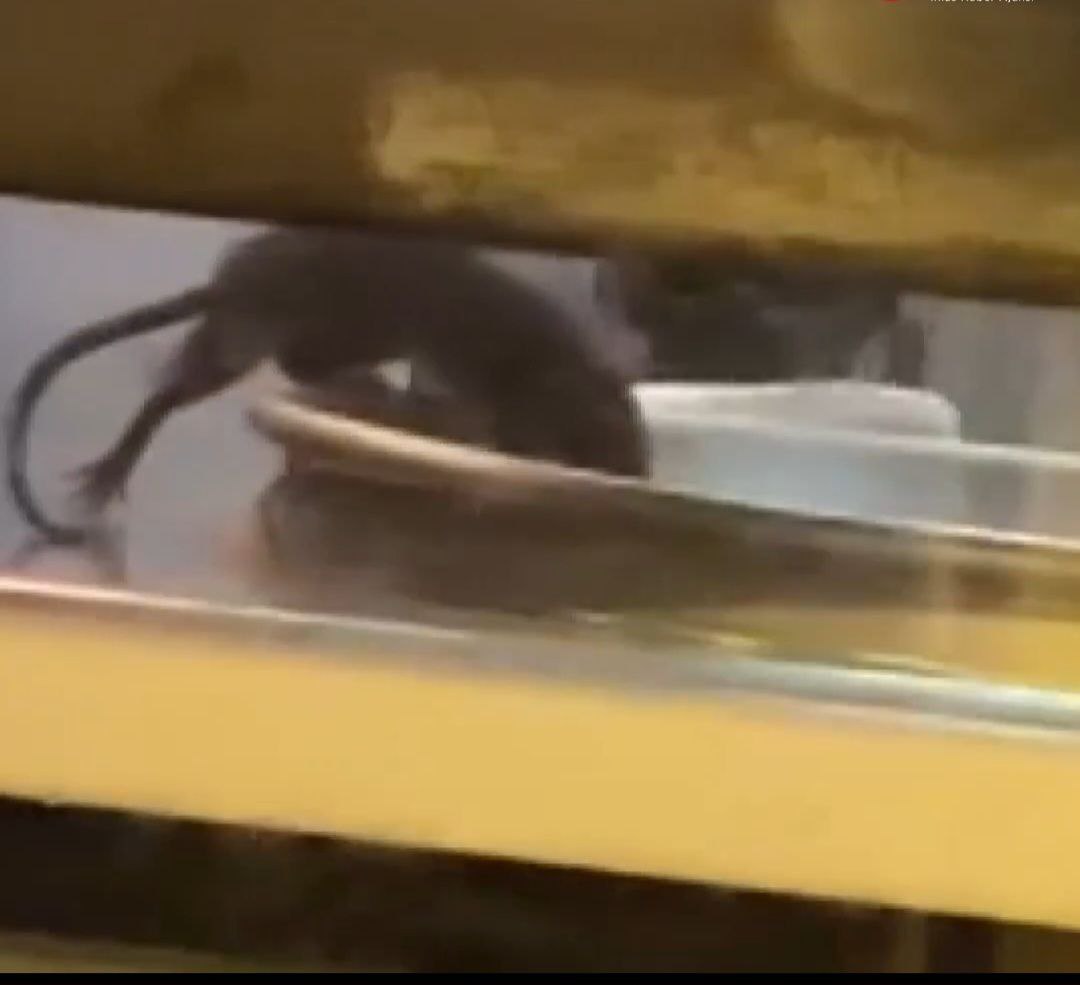 Börekçideki fare, görenlerin midesini bulandırdı!