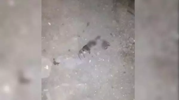 Böyle vahşet hiç görülmedi! Yavru kedileri ayağıyla vahşice tek tek ezip öldürdü
