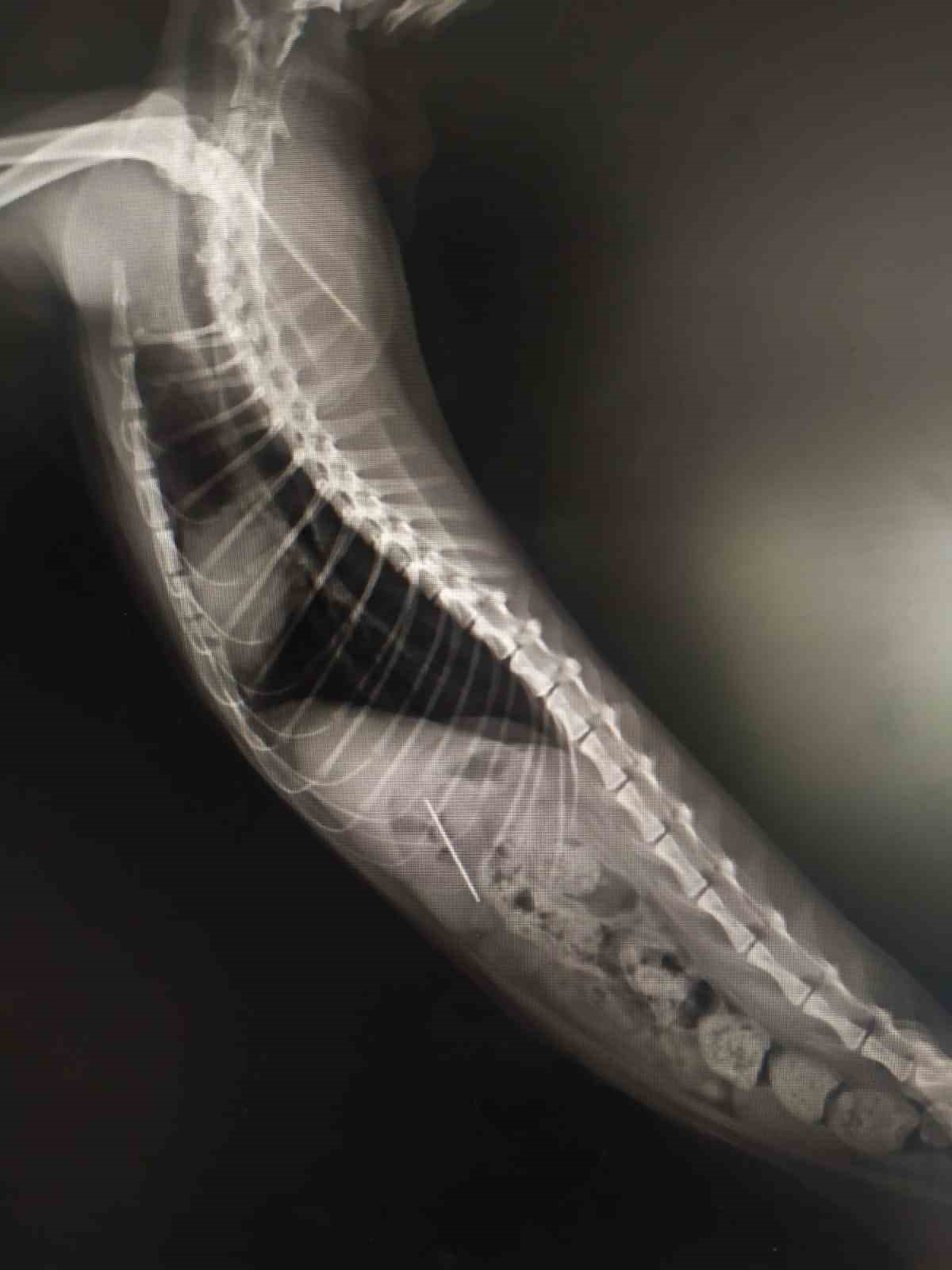 Bolu'da şaşkınlık veren olay! Rahatsızlanan kedinin midesinden dikiş iğnesi çıktı