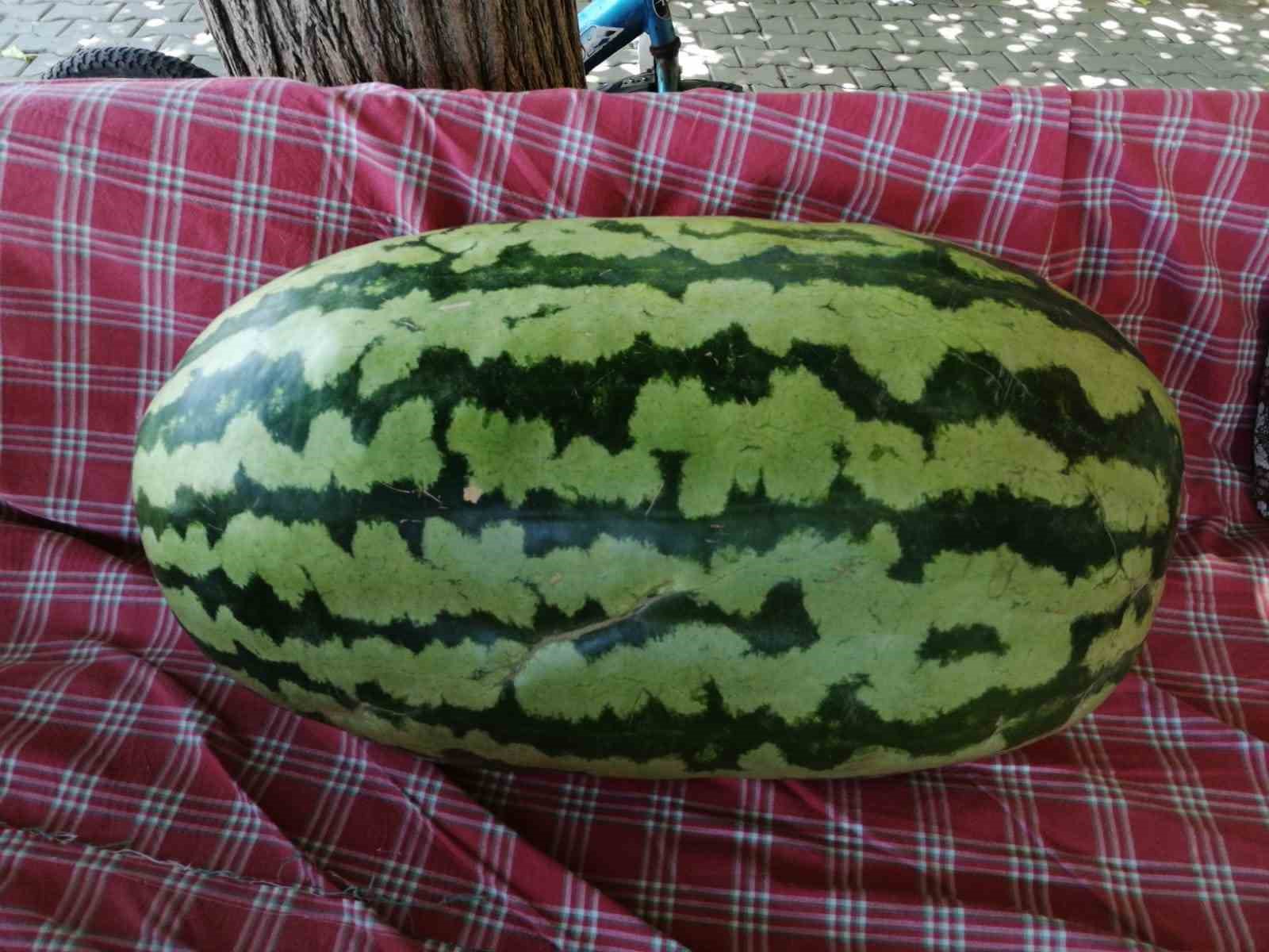 Sarıgöllü üreticinin bostanındaki karpuz görenleri şaşkına çevirdi!