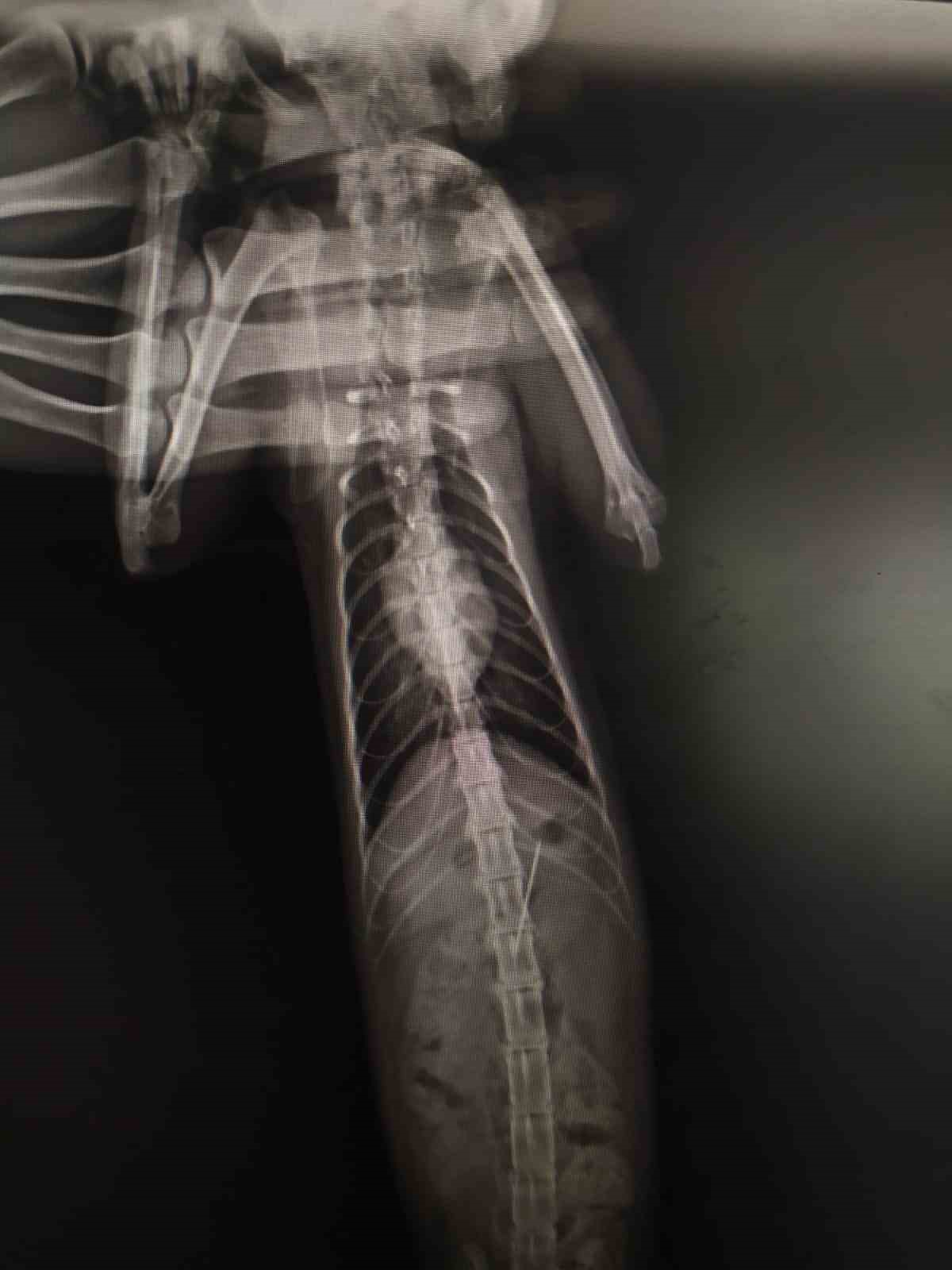 Bolu'da şaşkınlık veren olay! Rahatsızlanan kedinin midesinden dikiş iğnesi çıktı