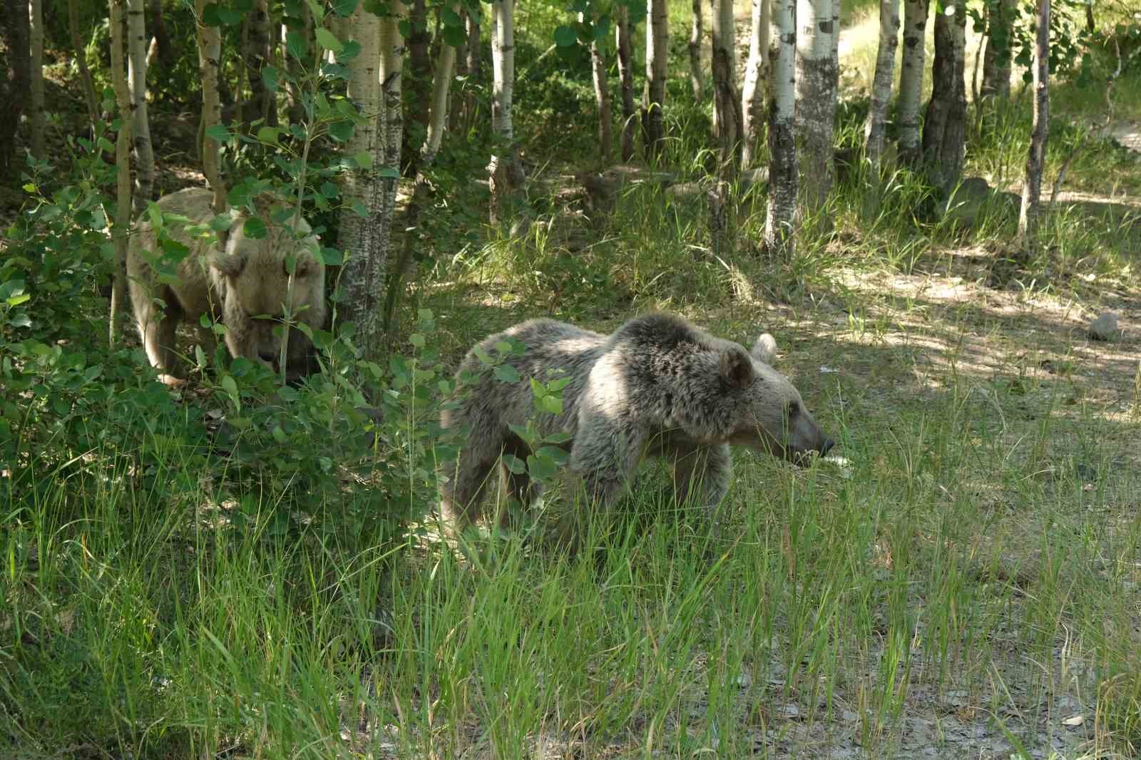 İHA muhabiri ayıyla burun buruna geldi! Ayı saldırısından son anda kurtuldu! 