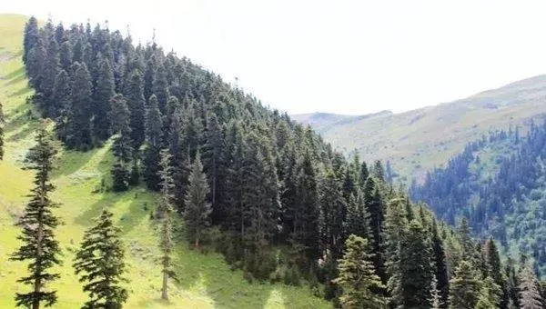 Bodrum Belediyeden skandal, CHP'li meclis üyesine ormanda özel imar izni 