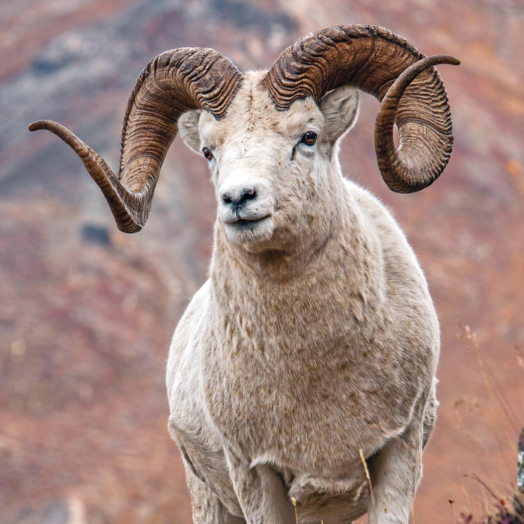 Endemik türümüz, Anadolu yaban koyunu sayısı hızla artıyor