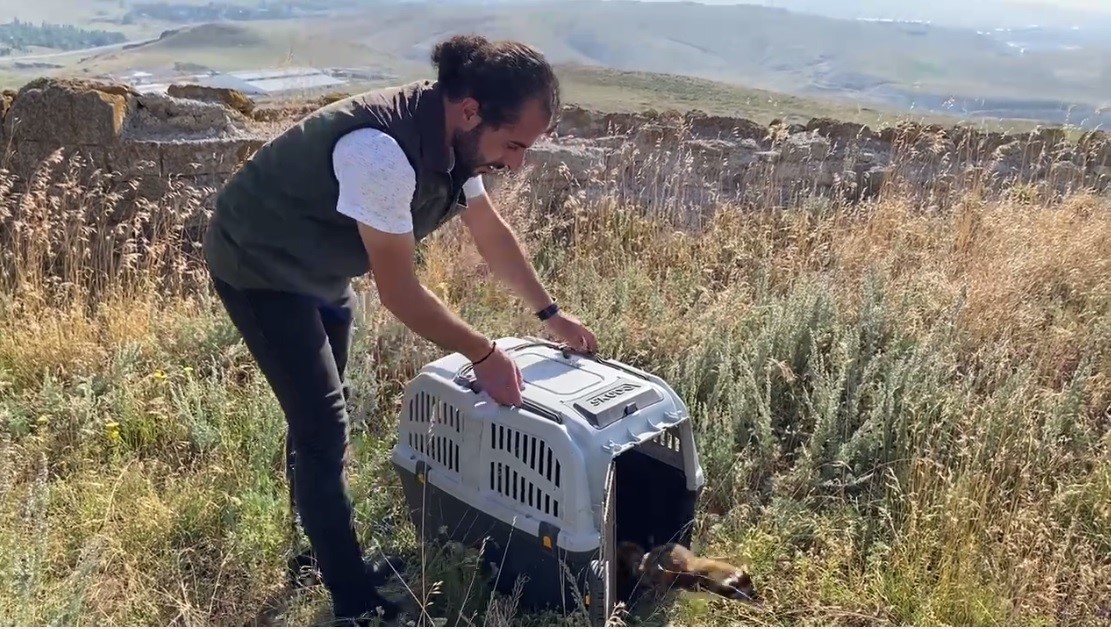 Doğal ortamından şehir merkezine inen alaca sansar markette panik yarattı!