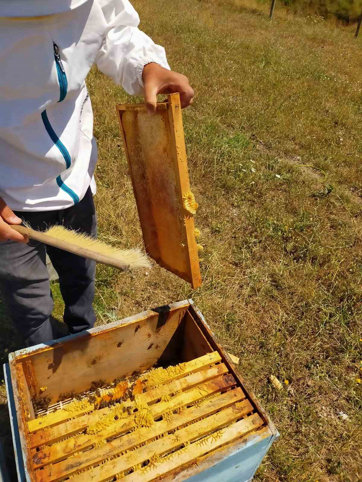 Bal hasadı başladı! Arpaören yaylasında petekler açılıyor