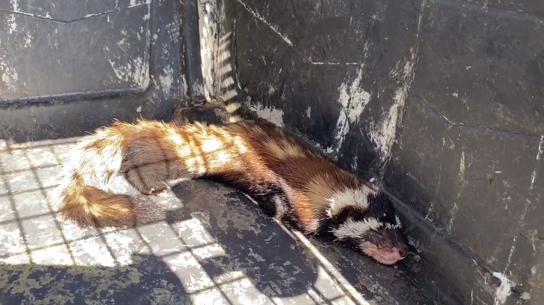 Doğal ortamından şehir merkezine inen alaca sansar markette panik yarattı!