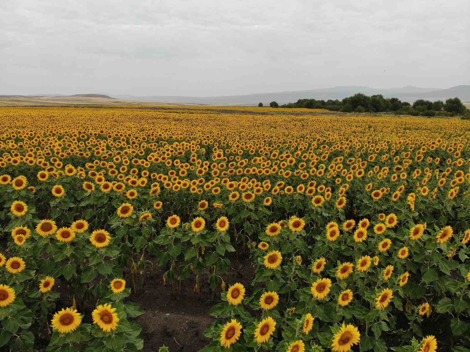 Kars’ta tarlalar ayçiçeği açtı, renkli görüntüler ortaya çıktı