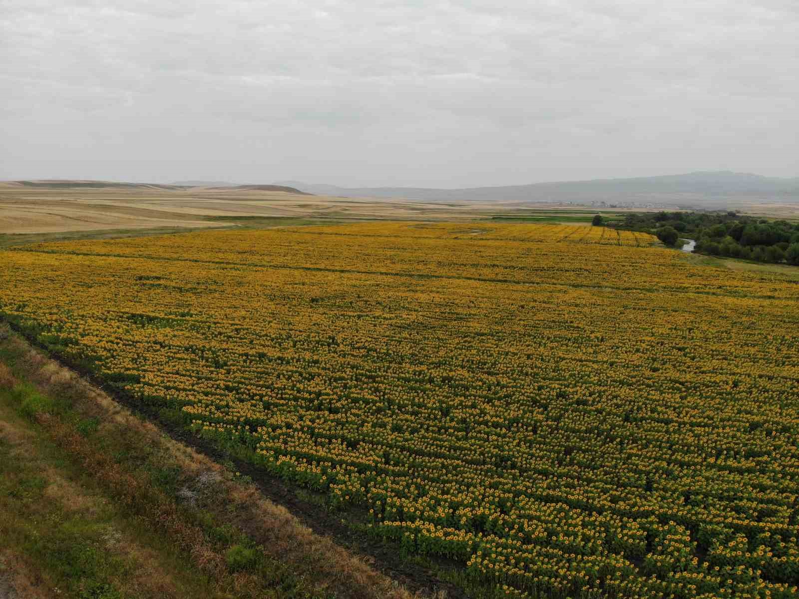 Kars’ta tarlalar ayçiçeği açtı, renkli görüntüler ortaya çıktı