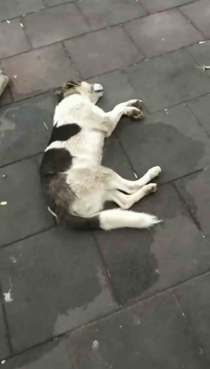 “Türbanından utan” diyerek aşağıladı! İstanbul’da parkta “köpeğe top attın” kavgası!