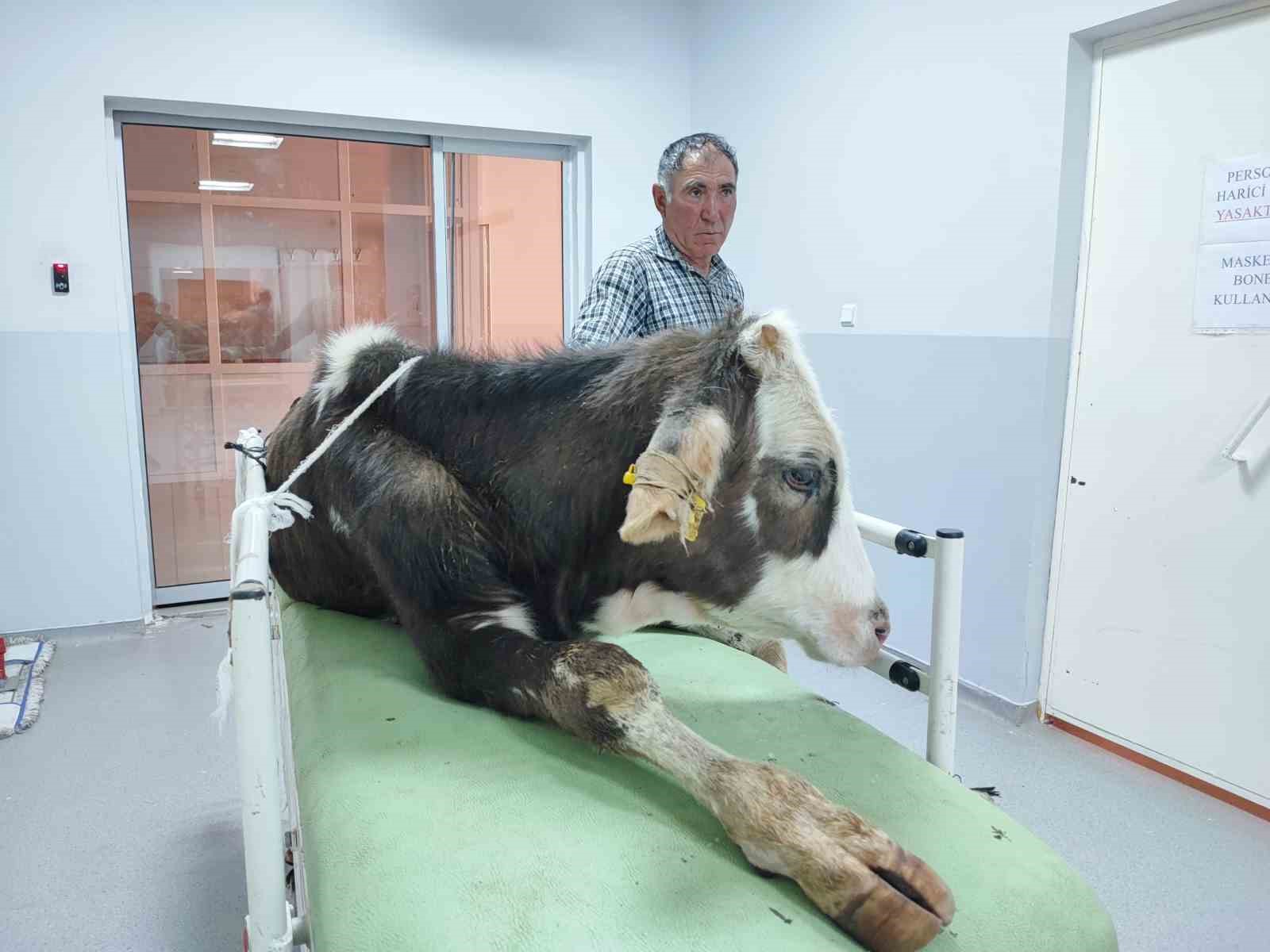 Hatalı doğum sonucunda sakat kalan, 40’ın üzerindeki buzağı tedavi edildi