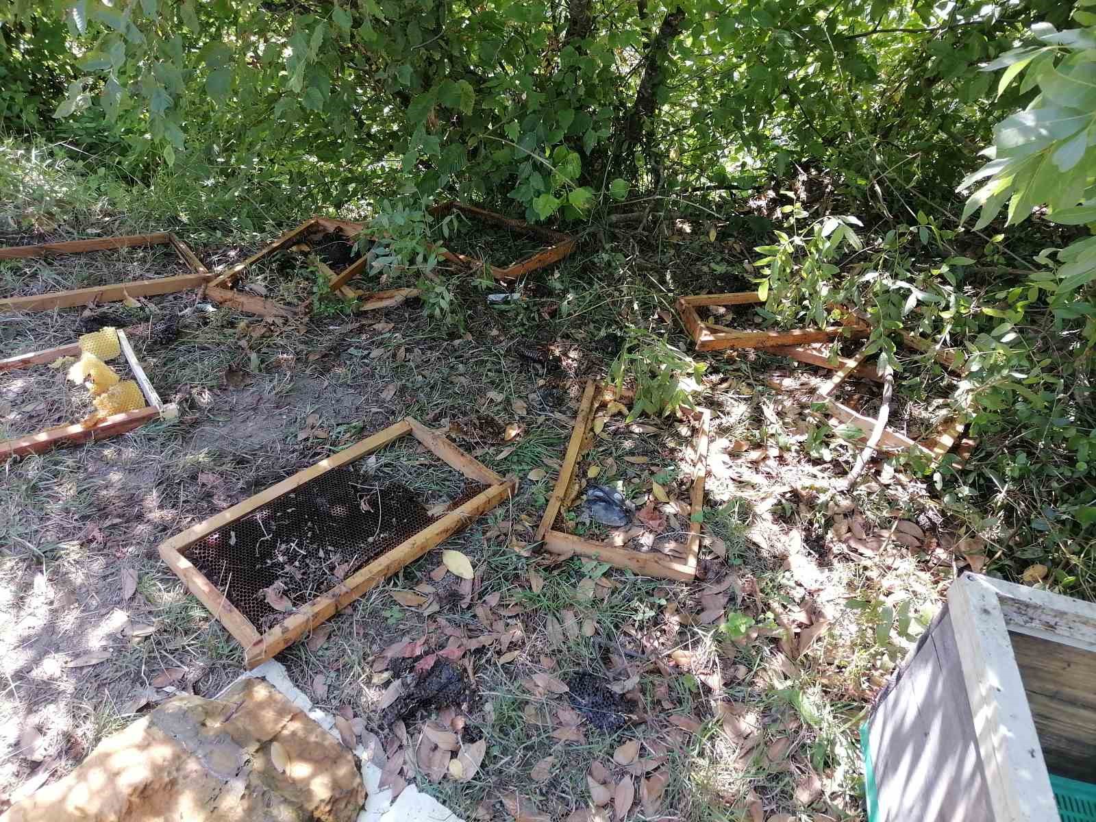 Aç kalan ayı köyedeki kovanları ve arıları telef etti!