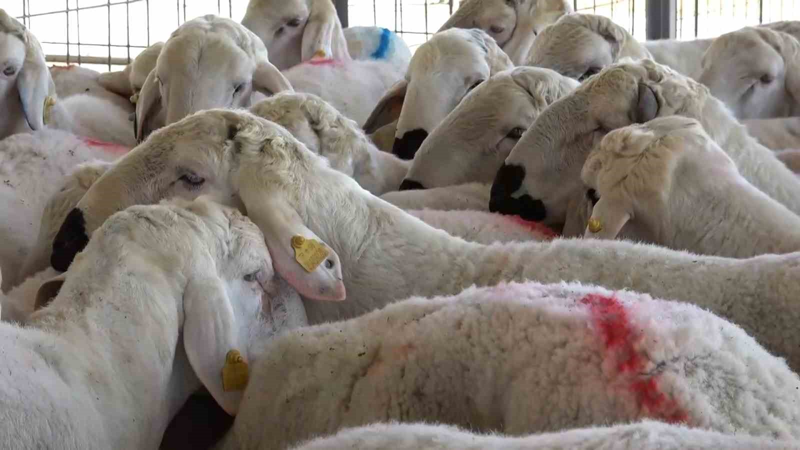 Tarım ve Orman Bakanlığı üreticileri sevindirdi! 110 adet koç dağıtıldı