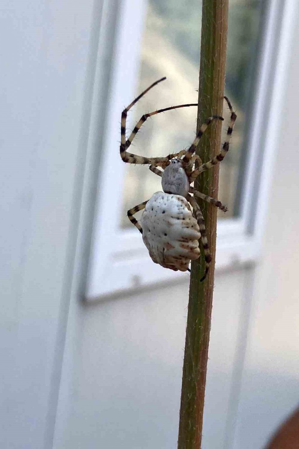 Dünyanın en zehirli örümceklerinden! Argiope Lobata Gümüşhane'de ortaya çıktı