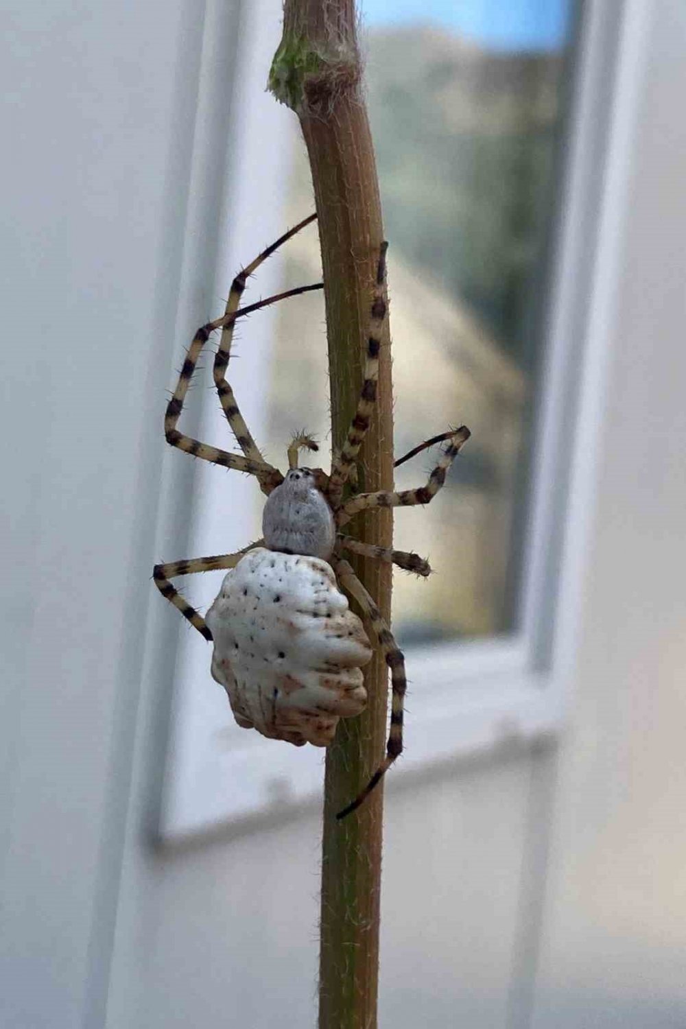 Dünyanın en zehirli örümceklerinden! Argiope Lobata Gümüşhane'de ortaya çıktı