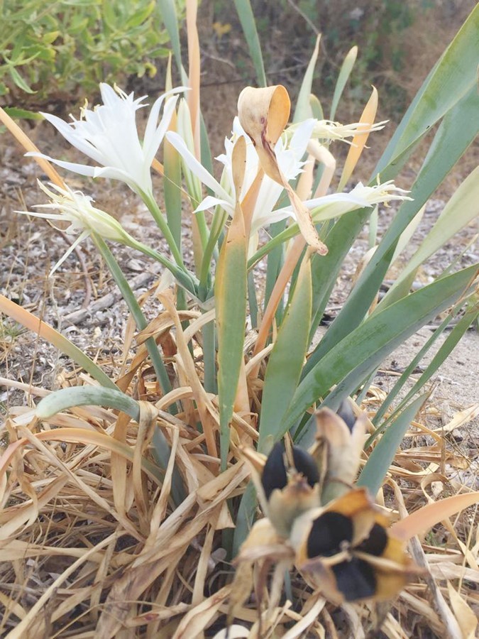 Türkiye'de bu bitkiyi koparmanın cezası tam 244 bin 315 TL!