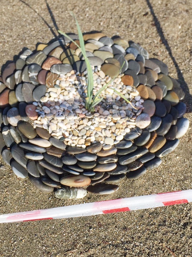 Türkiye'de bu bitkiyi koparmanın cezası tam 244 bin 315 TL!