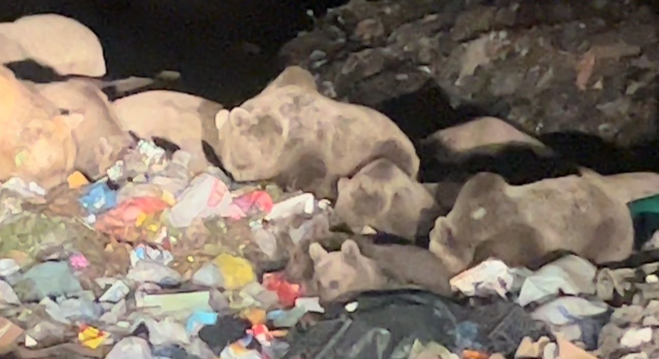 Bu kadar ayı bir arada görülmedi! Kars’ta belgeselleri aratmayan görüntüler