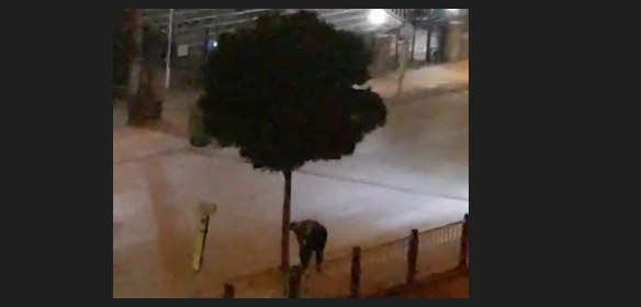 Vatandaştan örnek davranış! Kızılırmak’tan kovalarla su çekerek her gece ağaçları suladı