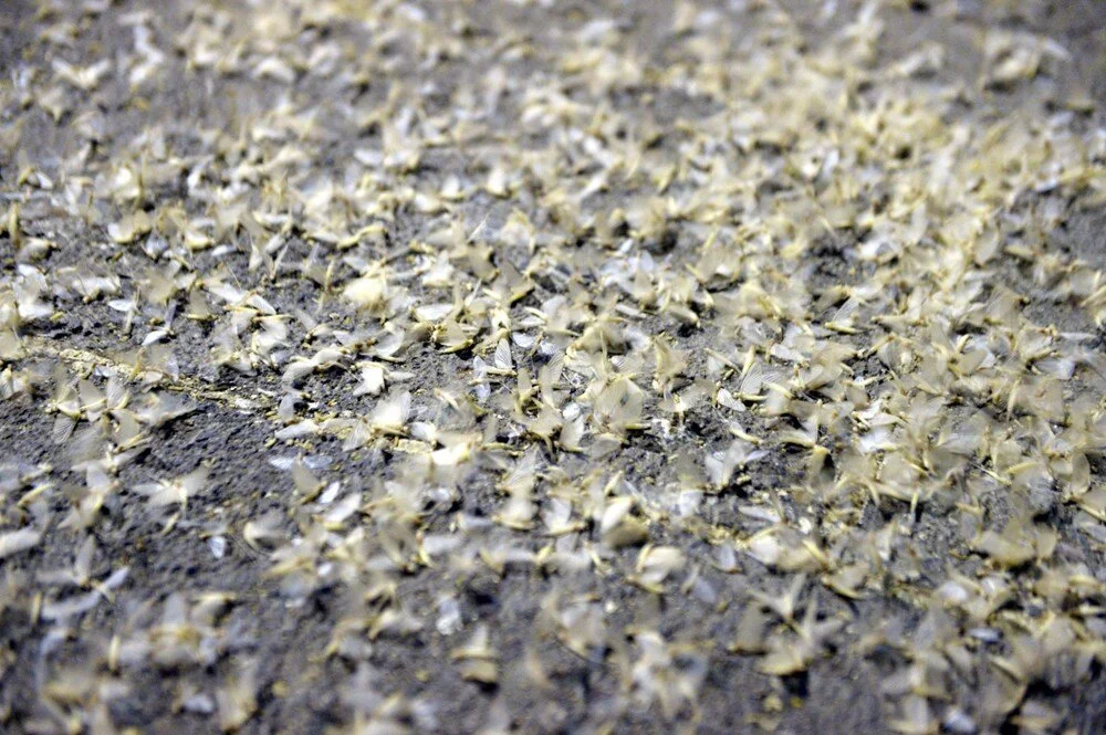 Çok kısa bir yaşam öyküsü! ''Bir günlük'' olarak bilinen bu canlılar ölüm uçuşu ile hepsi ölüyor