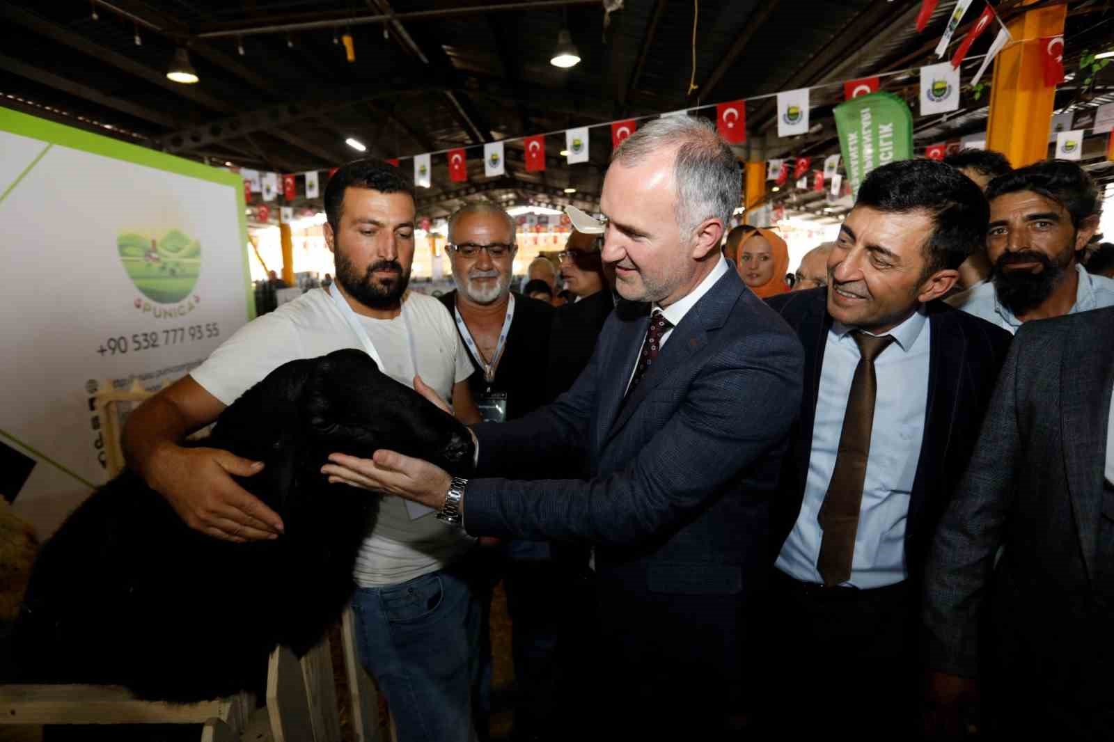 Küçükbaş hayvancılık festivali için hazırlıklar başladı