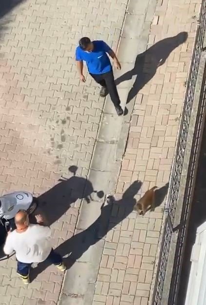 Büyükçekmece'de maymun kabusu! Sahibinden kaçtı, 3 kişiyi yaraladı! Polis harekete geçti!