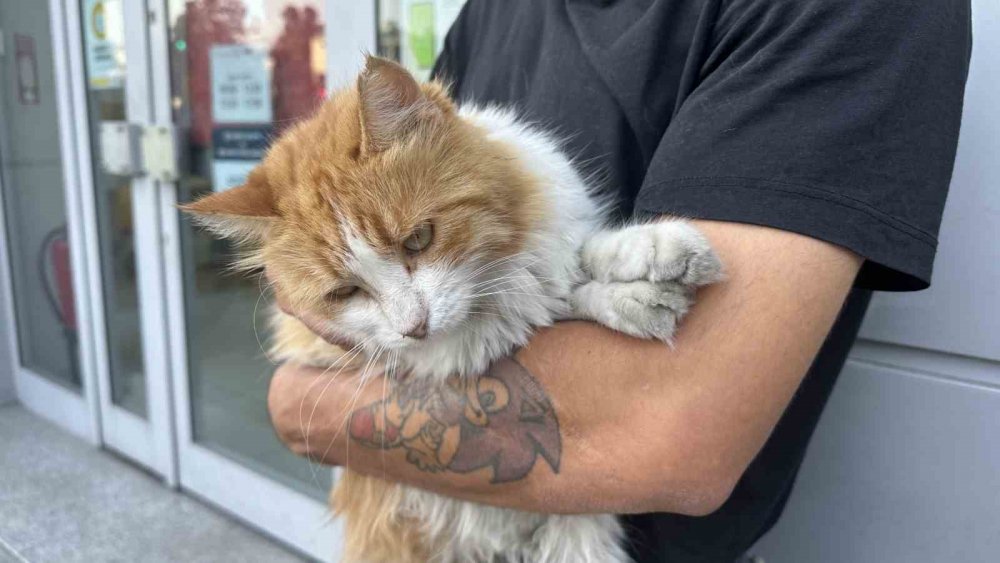 Kabataş'ta sokak kedisine tekme atan gence meydan dayağı