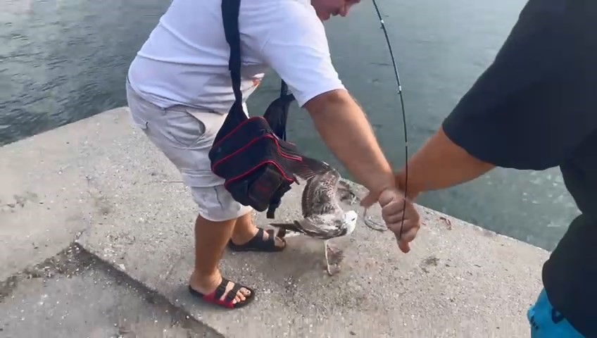 Balık için olta attı! Oltaya balık değil martı takıldı! 