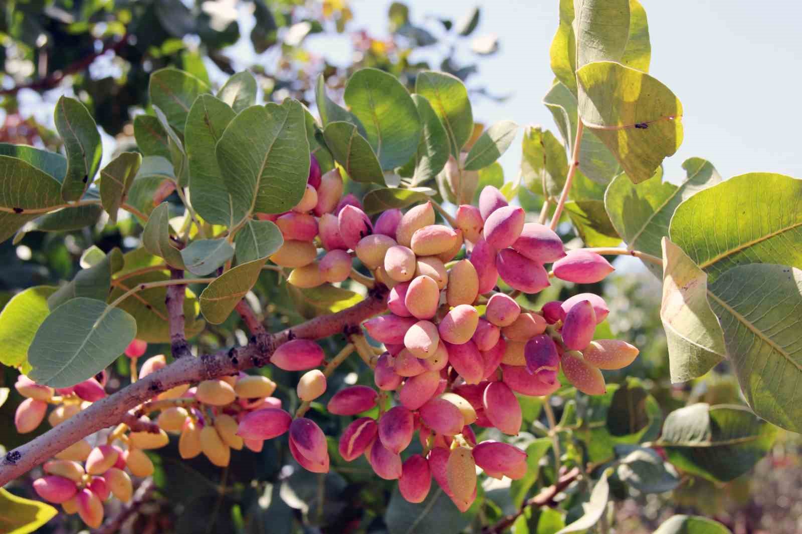 Artık Antep fıstığı, lisanslı depolarda muhafaza ediliyor