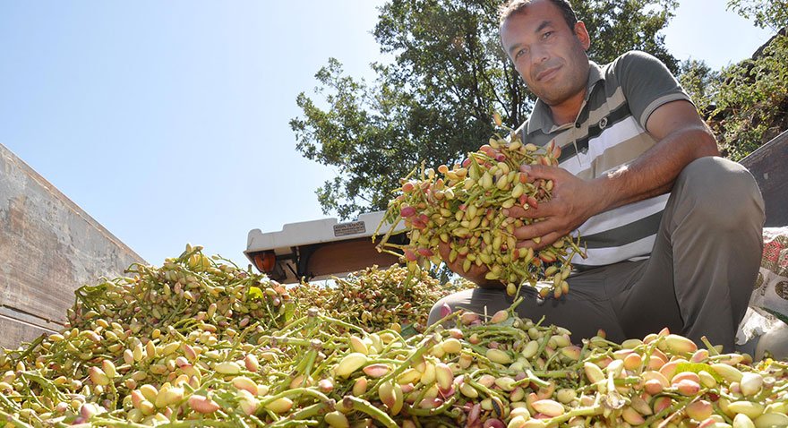 Dünyada ilk ve tek fıstık müzesi Gaziantep'te! Müze ziyaretçilerini tarihi yolculuğa çıkarıyor