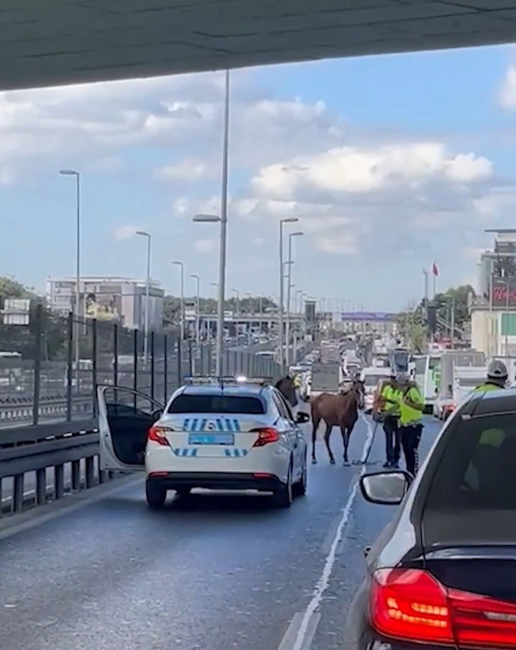 Sabah, sabah başı boş atlar kara yolunu bastı! Trafiği alt üst ettiler!