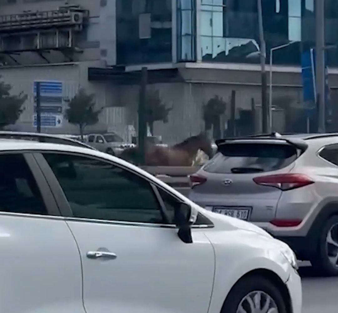 Sabah, sabah başı boş atlar kara yolunu bastı! Trafiği alt üst ettiler!