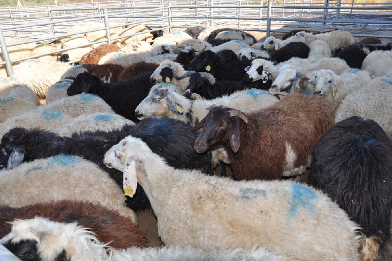 Sinop'ta çakallar şehre indi! Büyükbaş ve küçükbaş hayvanları telef etti!