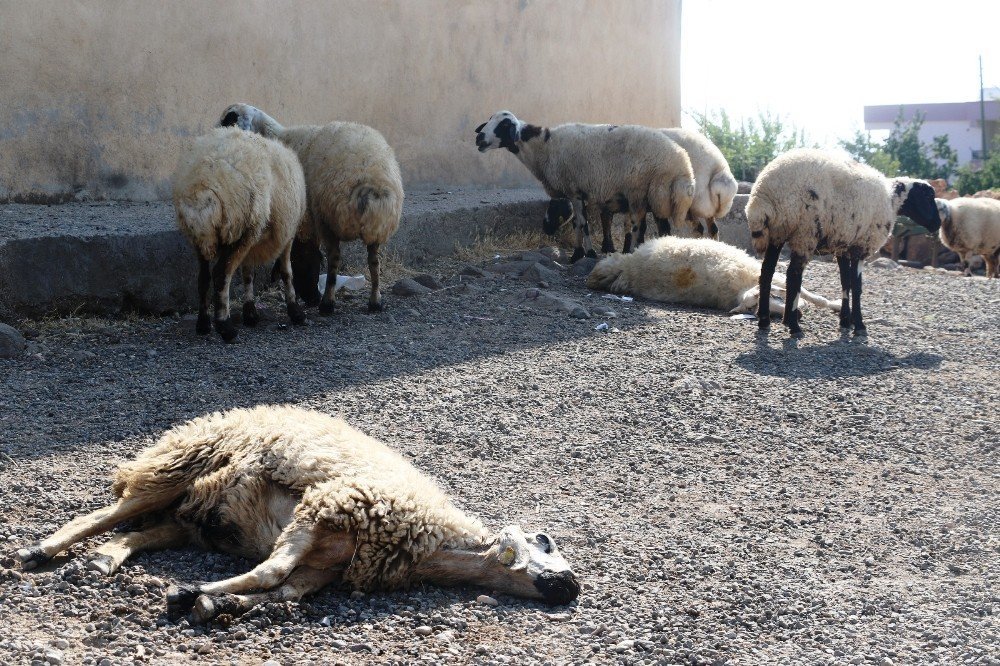 Sinop'ta çakallar şehre indi! Büyükbaş ve küçükbaş hayvanları telef etti!