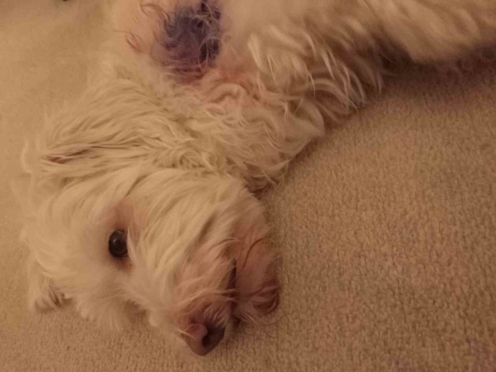 Manisa'da cadde ortasında pitbull saldırısı! Küçük köpeği az kalsın parçalıyordu