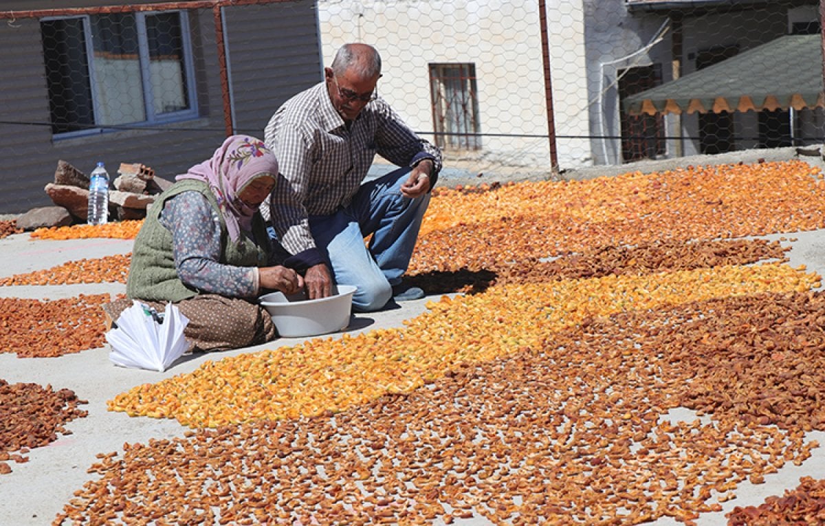 Meclisten müjdeli haberler bekliyor! Malatyalı kayısı üreticileri için yeni düzenleme