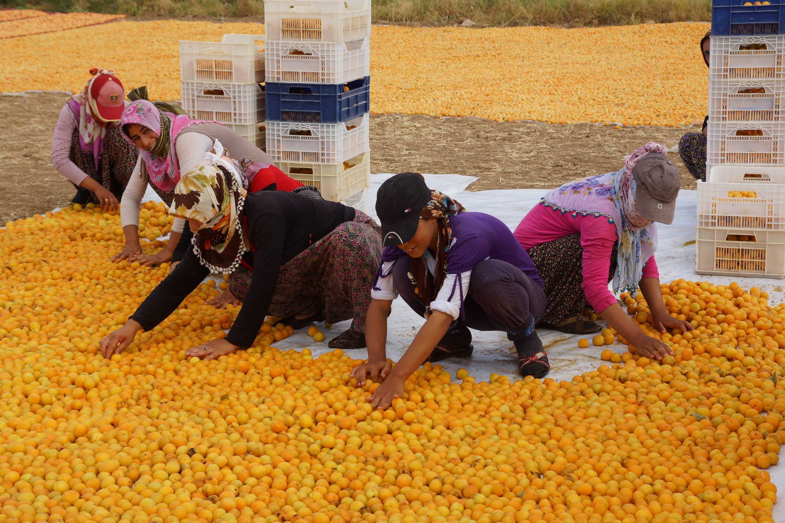 Meclisten müjdeli haberler bekliyor! Malatyalı kayısı üreticileri için yeni düzenleme
