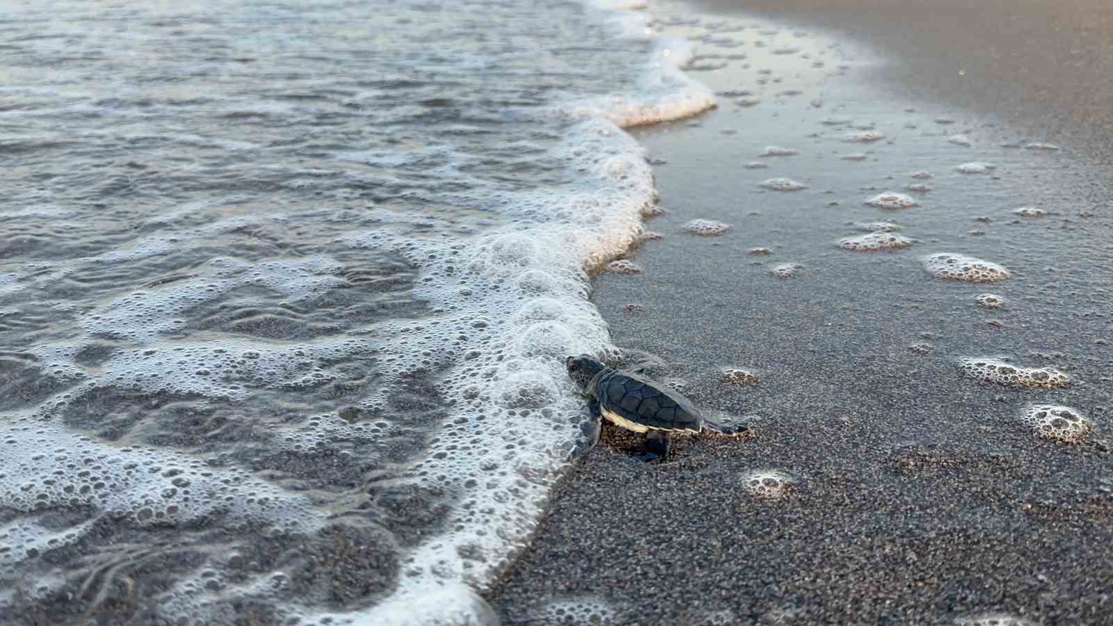 Minik karetta, karettalar denize koştu! 250 bin yavru kaplumbağa denizle buluştu