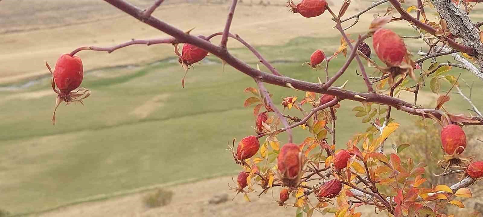 Kışlık şifa hasadı başladı: Besin değeri yüksek kuşburnular toplanarak kışa hazırlanıyor